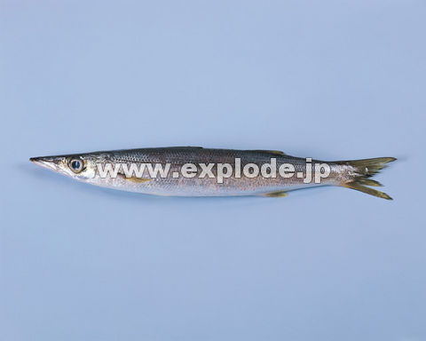 012�F�J�}�X
