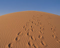 ０２５：モーリタニア サハラ砂漠 シンゲッティ