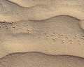 ０５０：モーリタニア サハラ砂漠 アタール
