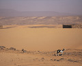 ０５４：モーリタニア サハラ砂漠 ウジェフト 山羊