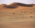 ０５８：モーリタニア サハラ砂漠 ブティリミット
