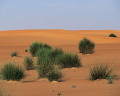 ０６０：モーリタニア サハラ砂漠 ブティリミット