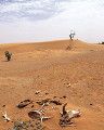 ０７１：モーリタニア サハラ砂漠 マグタラ・ハジャ 牛の死骸