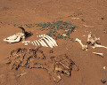 ０７２：モーリタニア サハラ砂漠 マグタラ・ハジャ 牛の死骸