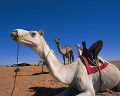 ０８９：モーリタニア サハラ砂漠 シンゲッティ