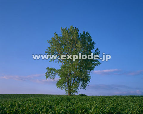 �O�O�V�F�k�C���x�ǖ�