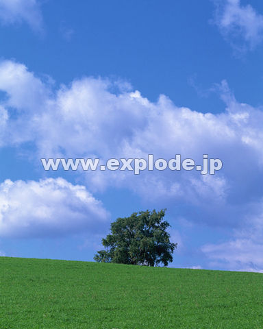 �O�P�O�F�k�C���x�ǖ�