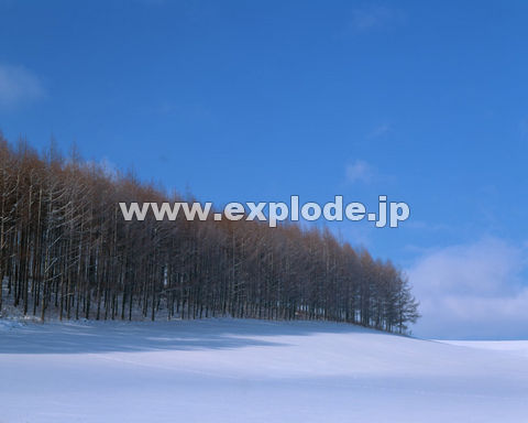 �O�R�V�F�k�C���x�ǖ�