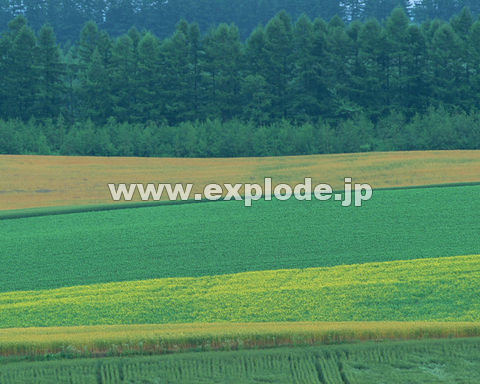 �O�T�U�F�k�C���x�ǖ�
