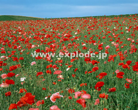 �O�W�X�F�k�C���x�ǖ�