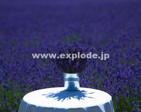 �O�X�T�F�k�C���x�ǖ�
