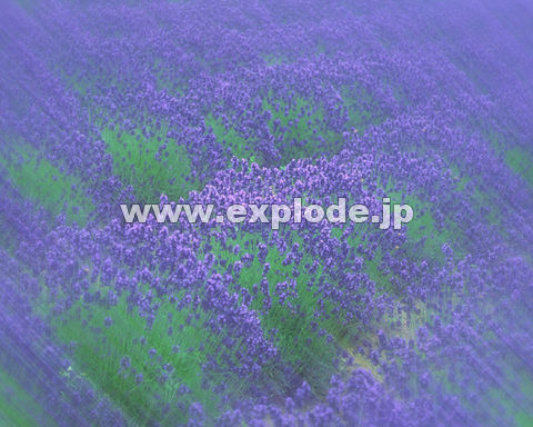 �O�X�V�F�k�C���x�ǖ�