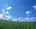 ０１２：北海道富良野