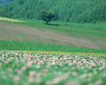 ０６６：北海道富良野