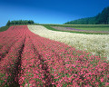 ０７３：北海道中富良野 群生の花