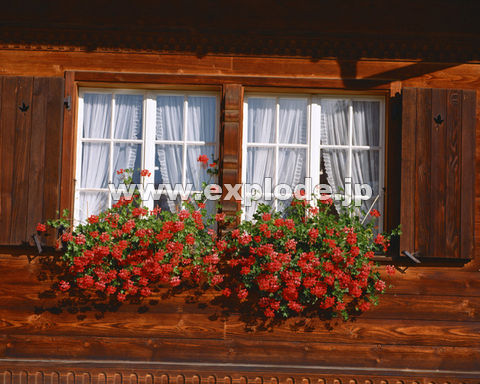 �O�R�O�F�� �X�C�X