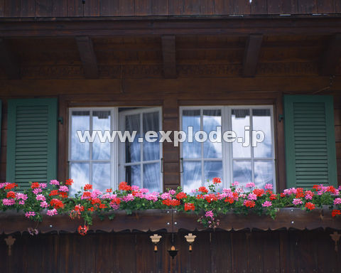 �O�R�U�F�� �X�C�X