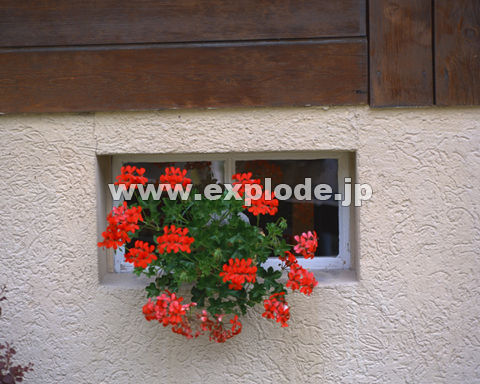�O�R�V�F�� �X�C�X