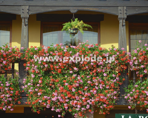 �O�W�V�F�� �t�����X