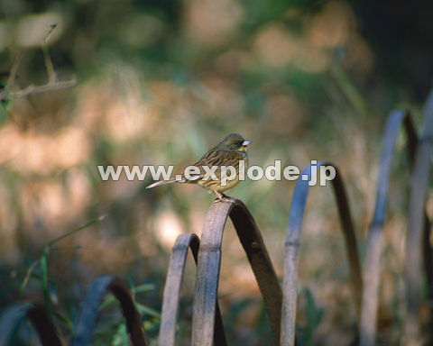 OOQFAIW Emberiza spodocephala