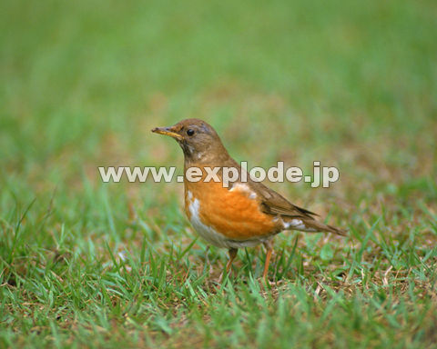 OOTFAJn Turdus chrysolau