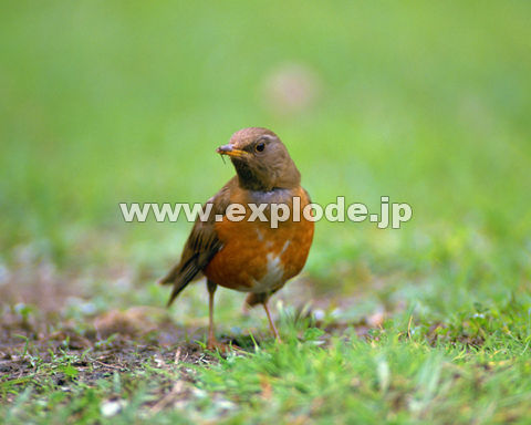 OOUFAJn Turdus chrysolau