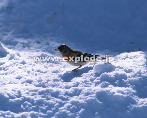 �O�O�W�F�A�g�� Fringilla montifringgilla�i���j