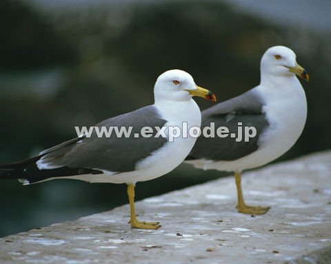 OPPFE~lR Larus crassirostris