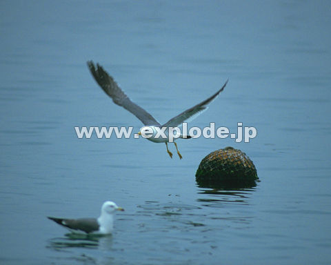 OPQFE~lR Larus crassirostris