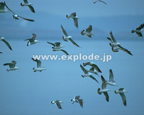 OPRFE~lR Larus crassirostris