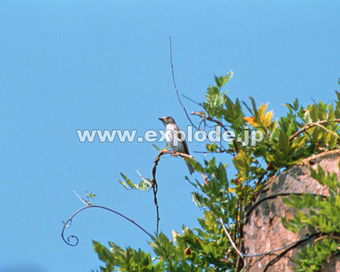 �O�P�S�F�G�]�r�^�L Musscicapa griseisticta