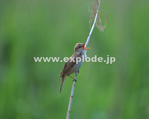 OPTFIIVL Acrocephalus arundinaceus