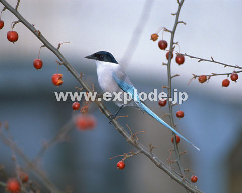 OPWFIiK Cyanopica cyana