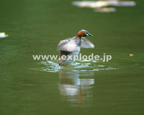 OQQFJCcu Tachybaptus ruficollis