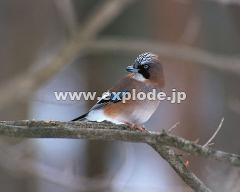 �O�Q�S�F�J�P�X Garrulus glandarius
