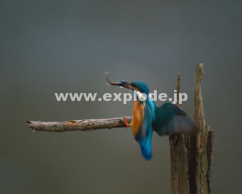 OQXFJZ~ Alcedo atthis
