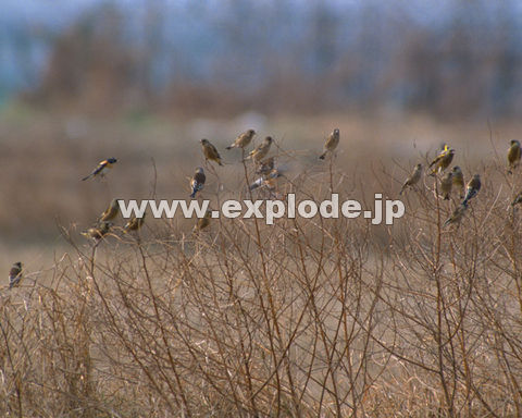 OROFJq Carduelis sinica