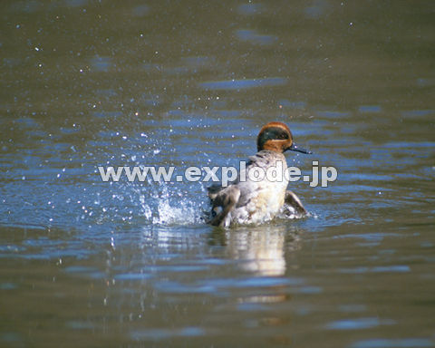 OSPFRK Anas creccai)