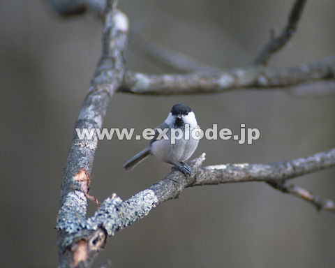 �O�S�Q�F�R�K�� Parus montanus