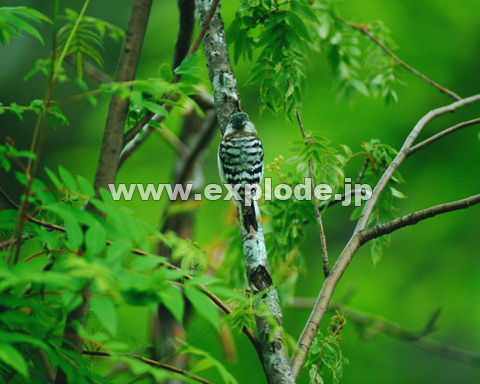 �O�S�R�F�R�Q�� Picoides kizuki