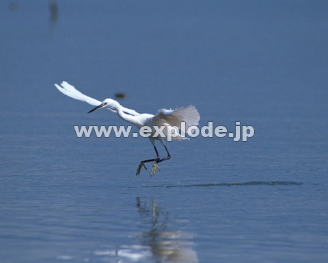 OSUFRTM Egretta garzetta