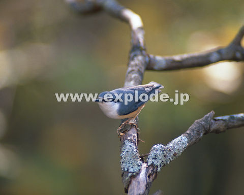 �O�S�V�F�S�W���E�J�� Sitta europaea