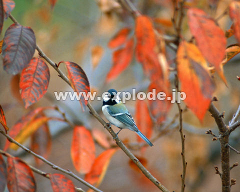 OTTFVWEJ Parus major