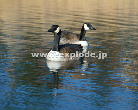 OTUFVWEJK Branta canadensis