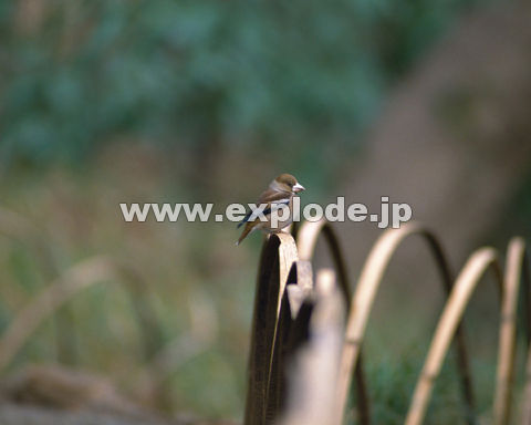 �O�T�V�F�V�� Coccothraustes cocothraustes