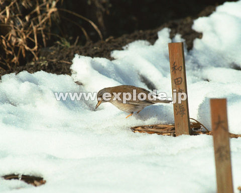 �O�U�O�F�V���n�� Turdus pallidus