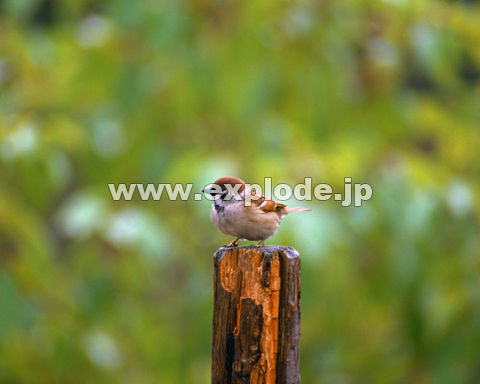 �O�U�Q�F�X�Y�� Passer montanus