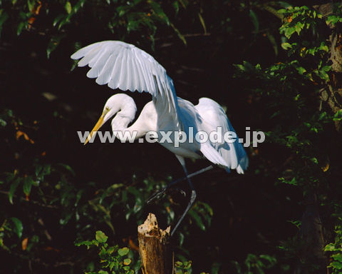 OURF_CTM Egretta alba