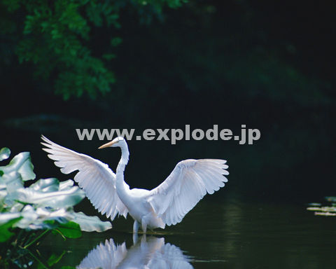 OUTF_CTM Egretta alba