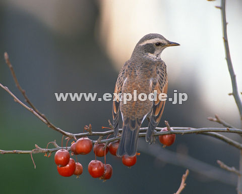 OUVFcO~ Turdus naumanni